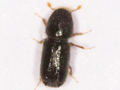 Pityogenes trepanatus